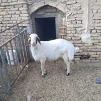 بره نر