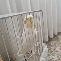 عروس هلند لوتینونر