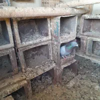 فروش کبوتر|پرنده|شادیان, |دیوار