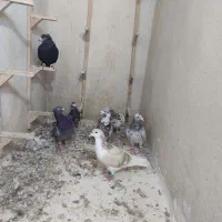 کفتر