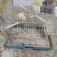 فروش طوطی عروس هلندی