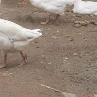 فروش فوری ،غاز و اردک