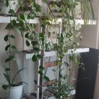 جا گلدانی چوبی|گل و گیاه طبیعی|پاکدشت, پاکدشت (مامازند)|دیوار