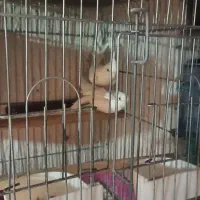 عروس هلندی مولد