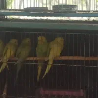 ۵عدد مرغ عشق خوشرنگ|پرنده|تهران, پرستار|دیوار