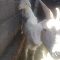 بزباکره سانان شیرا