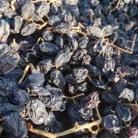 کشمش مویز|خوردنی و آشامیدنی|تاکستان, |دیوار