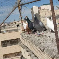 10 عدد ماده عتیقه