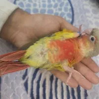 گرینچیک آناناسی دبل رد