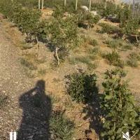 فروش ۲۰۰۰ متر باغ پسته
