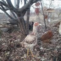 خروس لاری و گلین|حیوانات مزرعه|مشگین شهر, |دیوار