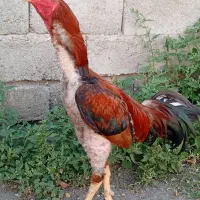 خروس تاج میل