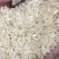 فروش برنج کامفیروزی