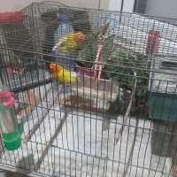 یجفت طوطی برزلی ویک عدد جوجه مرغ عشق