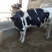 گاو آبستن