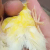قناری ماده *اماده*