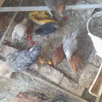 جوجه محلی