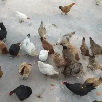 مرغ|حیوانات مزرعه|زاغه, |دیوار