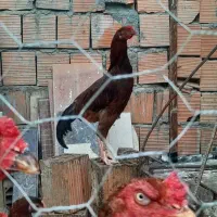 مرغ وخروس لاری و ساده|حیوانات مزرعه|خان ببین, |دیوار
