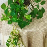 گل و‌گیاه|گل و گیاه طبیعی|نیشابور, مازول|دیوار