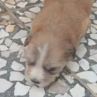 سگ شیتزوکراس ریزعروسکی اپارتمانی|سگ|نجفآباد, حومه نجف آباد|دیوار