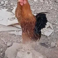 خروس‌ عربی