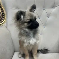 پامر خرسی|سگ|رفسنجان, |دیوار