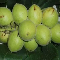 پیش فروش نهال مثمر وغیر مثمر شناسه دار|خدمات باغبانی و درختکاری|اردبیل, |دیوار