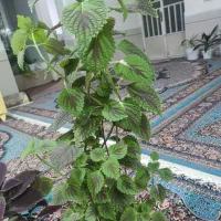 گل حسن ویوسف مخملی ویک گلدان پتوس نئون پر|گل و گیاه طبیعی|شیراز, رکن‌آباد|دیوار