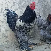 برهما