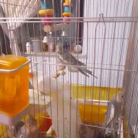 دوجفت نرو ماده|پرنده|چهاردانگه (تهران), |دیوار