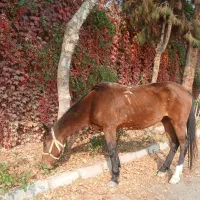 مادیان قدم آرام|اسب و تجهیزات اسبسواری|مشهد, شهرک صنعتی توس|دیوار