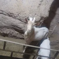 تکه سانن نژادخوب فروشی..۳۵۰۰۰۰۰۰ فروش نقدی|حیوانات مزرعه|گناباد, |دیوار