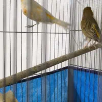 قناری|پرنده|ابریشم, |دیوار