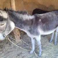 الاغغ|حیوانات مزرعه|ماهنشان, |دیوار