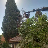 خدمات هرس|خدمات باغبانی و درختکاری|یزد, |دیوار