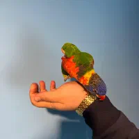 طوطی لوری کیت لری کیت|پرنده|چهاردانگه (تهران), |دیوار