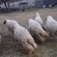 بره قوچ سنجابی کاور ورن گوسفند