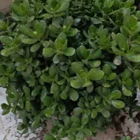 گل آپارتمانی یشم یا گل ثروت