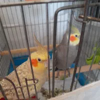 جفت عروس هلندی|پرنده|آستارا, |دیوار