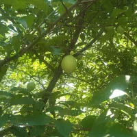 فروش برای تجاری و مسکونی|فروش دفتر صنعتی، کشاورزی، تجاری|فومن, |دیوار