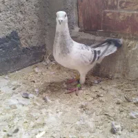 کبوتر شامی آلمانی نر|پرنده|لنجان, |دیوار