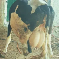 گاو تک شیر جواد