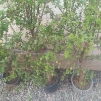 گل خرفه ده ساله بزرگ