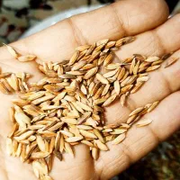 شلتوک عنبر بو درجه یک1 بذری