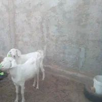 بز از نژاد چهارقلو|حیوانات مزرعه|اردکان, |دیوار