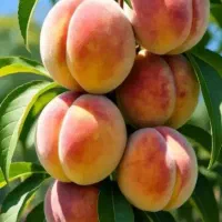 باغ۱۵ ساله پیشک یک کوچه دوم ۱۳۵۰متر .متری ۳۲۰۰
