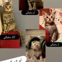 واگذاری گربه