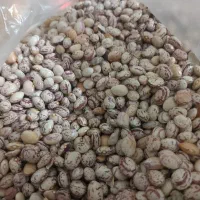 لوبیا|خوردنی و آشامیدنی|مرودشت, ابوذر جنوبی|دیوار