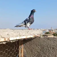 کبوتر کله سیاه جفت